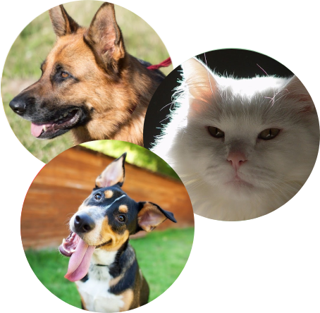 A dog, cat and a kitten are shown in three different photos.