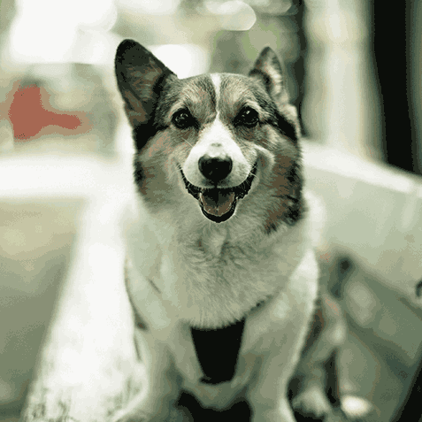 A dog sitting on top of a wooden bench.