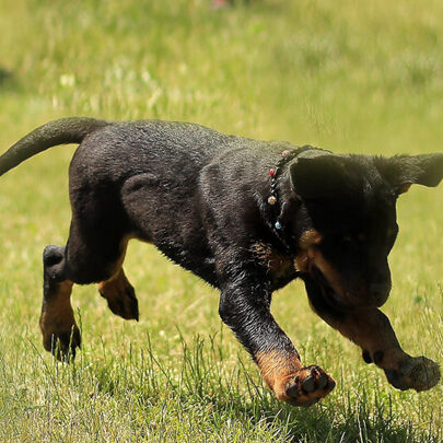 A dog running in the grass with its mouth open.