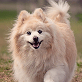 A dog that is running in the grass.