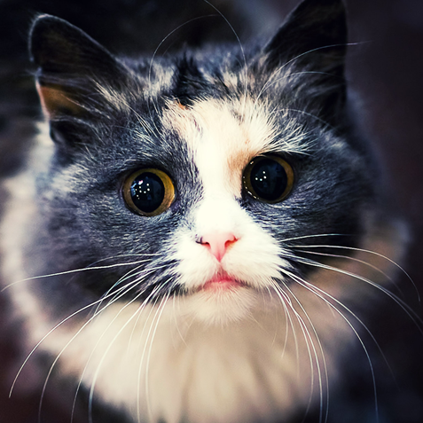 A cat with big eyes looking at the camera.